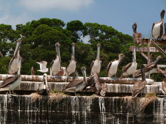 Centenas de pelicanos nos recebem no porto de Livingston, no litoral da Guatemala